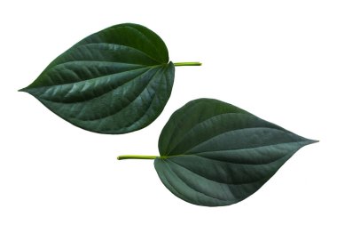 Beyaz arka planda yeşil yaprak izole edilmiş. Sanat tasarımı çalışmalarının bileşenleri.