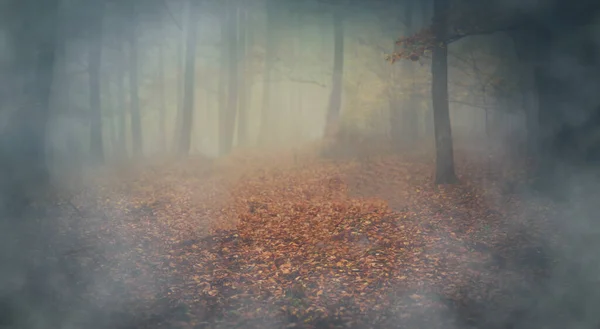 Floresta Faia Outono Nevoeiro Efeito Pintura — Fotografia de Stock