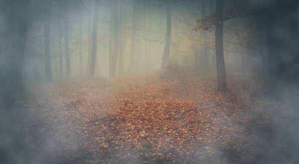 Utumn beech forest in the fog, Painting effect