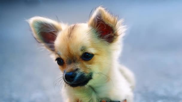 Liten Charmig Bedårande Chihuahua Valp Suddig Bakgrund Sittande Marken — Stockvideo