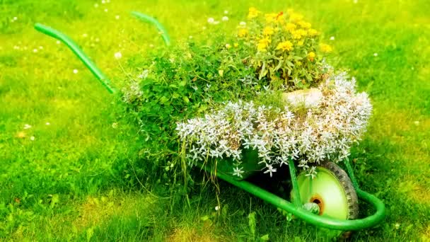 Dekorativ Trädgård Skottkärra Med Massor Växter Grönt Gräs Bakgrund — Stockvideo
