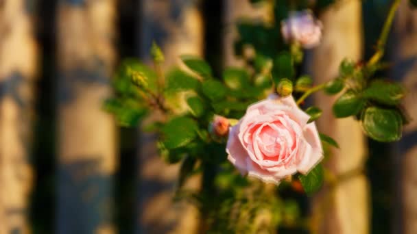 Romantinc Pink Rose Flower Beautiful Scenery Old Wooden Fence — Stockvideo