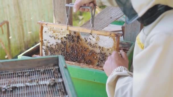 Včelař Manipuluje Medovým Hřebenem Plným Zlatého Medu — Stock video