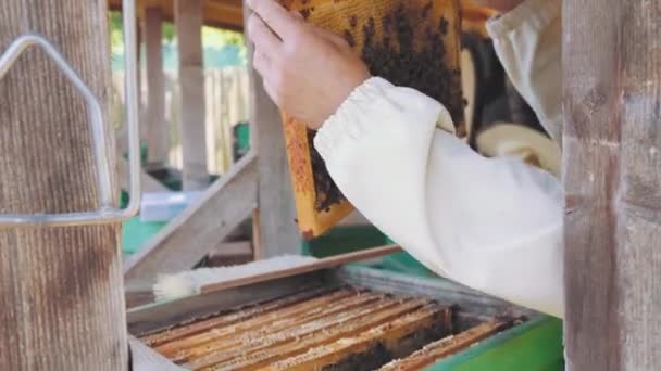 Pszczelarz Manipuluje Plastrem Miodu Pełnym Złotego Miodu — Wideo stockowe