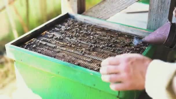 養蜂家操作とともにハニカムフルゴールデン蜂蜜 — ストック動画