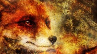 Painting of wild red fox. Ornamental background. Loop Animation