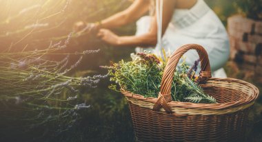 Kadın lavanta topluyor. Lavanta tarlasında bir kadın