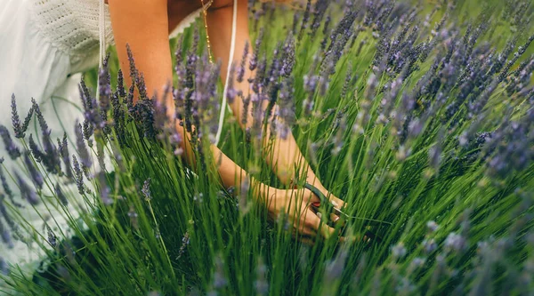 Woman collect lavender. Woman in the lavender field