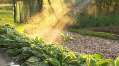 watering the garden at sunset