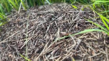 Karıncalarla dolu bir karınca yuvasının detayları