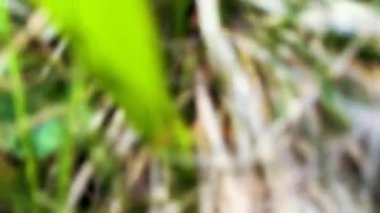 Karıncalarla dolu bir karınca yuvasının detayları