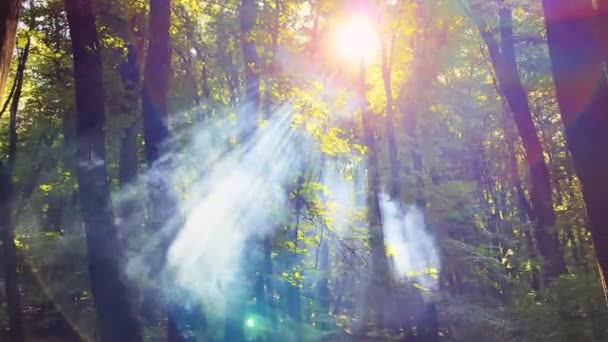 Sonnenstrahlen Ziehen Durch Den Rauch Durch Den Wald — Stockvideo