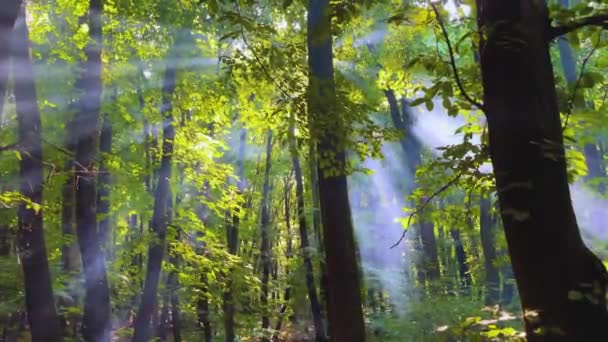 Raze Solare Care Trec Prin Fum Prin Pădure — Videoclip de stoc