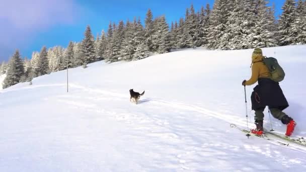 Hombre Esquiando Las Montañas Con Perro Esquí Caminando Por Las — Vídeo de stock