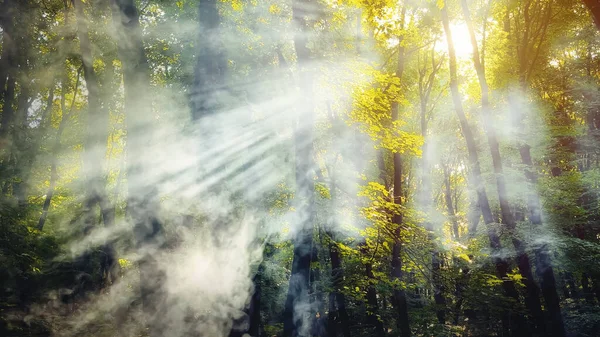 Promienie Słoneczne Przechodzące Przez Dym Przez Las — Zdjęcie stockowe