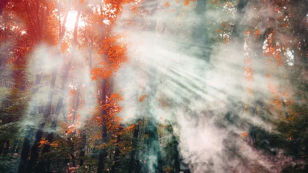 Sluneční Paprsky Procházející Kouřem Lesem — Stock fotografie