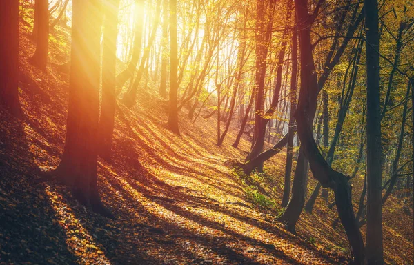 Beautiful Autumn Landscape Sun Light — Stock Photo, Image