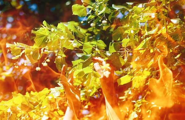 Abholung Der Schönen Lindenblüten Einem Strahlenden Sommertag Feuereffekt — Stockfoto