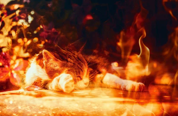 Piękny Śpiący Kot Naturze Tło Pożarowe — Zdjęcie stockowe