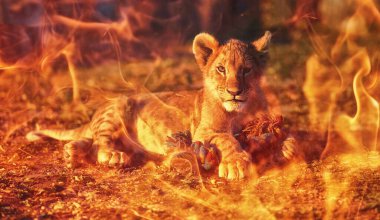 Aslan yavrusu doğada sarılıyor ve oyuncakla kaplanıyor. Ateş etkisi