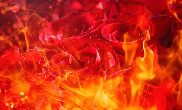 Vörös Rózsák Lángol Tűz Hatása — Stock Fotó