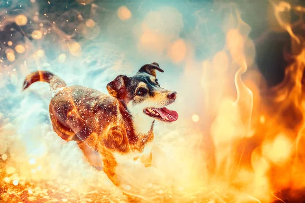 Perro Montaña Paisaje Invierno Efecto Fuego — Foto de Stock