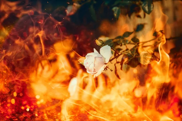 Рожева Троянда Руці Жінки Ефект Вогню — стокове фото