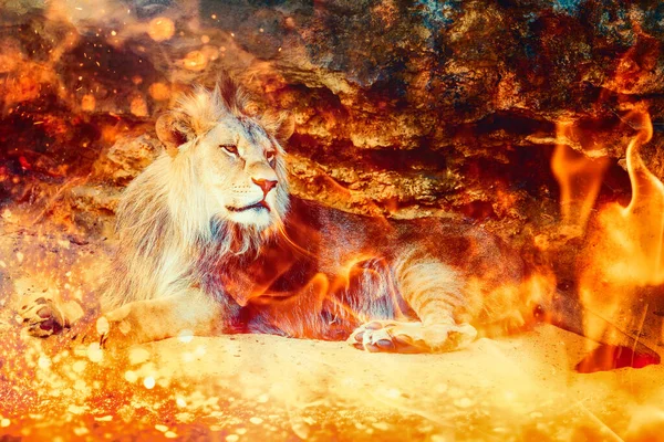 Fenséges Ragyogó Egy Fehér Oroszlán Királyul Egy Üvöltő Tűz Előtt — Stock Fotó