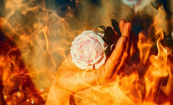 Romantyczna Różowa Róża Dłoni Kobiety Efekt Ognia — Zdjęcie stockowe