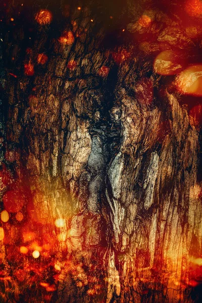 Γέρικο Φλοιό Δέντρου Κορμός Οξιάς Φόντο Φωτιάς — Φωτογραφία Αρχείου
