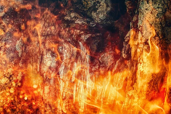 Corteza Árbol Viejo Tronco Haya Sobre Fondo Fuego — Foto de Stock