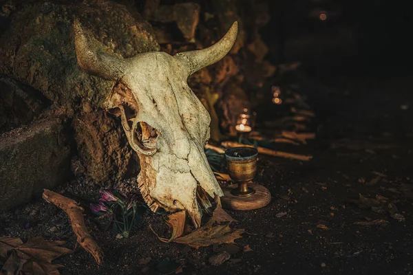 Animal skull in a cave. Ceremony space