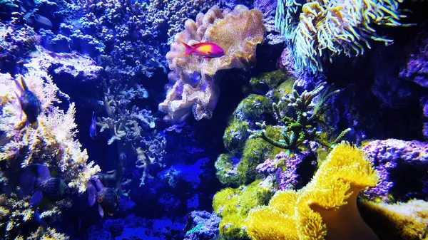 The marine life of tropical fish. Tropical fish reef marine Colourful tropical coral reefs. Underwater Sea Tropical Life. Underwater sea fish. Underwater aquarium with sea fish