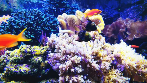 The marine life of tropical fish. Tropical fish reef marine Colourful tropical coral reefs. Underwater Sea Tropical Life. Underwater sea fish. Underwater aquarium with sea fish