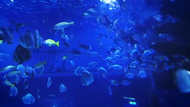 Unterwasseraquarium Mit Meeresfischen — Stockvideo