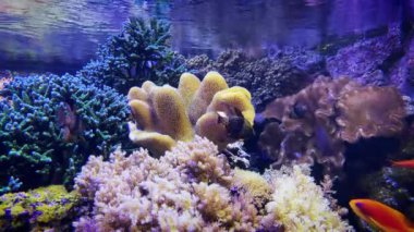 Tropikal balıkların deniz yaşamı. Tropikal balık resifi. Renkli tropikal mercan resifleri. Sualtı Tropikal Hayatı. Su altı deniz balığı. Deniz balıklı su altı akvaryumu.