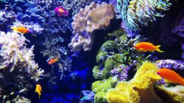 Tropikal balıkların deniz yaşamı. Tropikal balık resifi. Renkli tropikal mercan resifleri. Sualtı Tropikal Hayatı. Su altı deniz balığı. Deniz balıklı su altı akvaryumu.