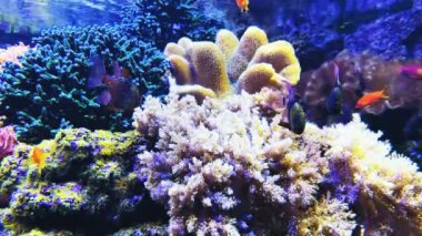Tropikal balıkların deniz yaşamı. Tropikal balık resifi. Renkli tropikal mercan resifleri. Sualtı Tropikal Hayatı. Su altı deniz balığı. Deniz balıklı su altı akvaryumu.