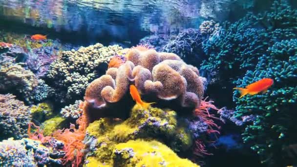 Vie Marine Des Poissons Tropicaux Récifs Coralliens Tropicaux Marins Récifs — Video