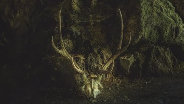Mağaradaki Bir Geyiğin Kafatası Tören Alanı Döngü Canlandırması — Stok video