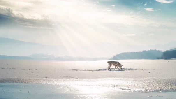 Chien Loup Tchécoslovaque Dans Une Belle Nature Hivernale Wolfhound Animation — Video