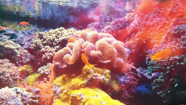 Vida Marinha Dos Peixes Tropicais Recifes Peixe Tropicais Recifes Corais — Vídeo de Stock