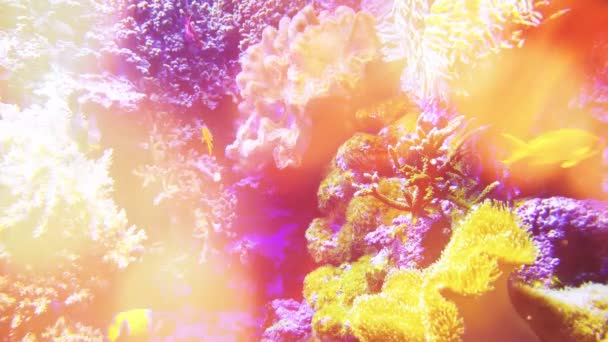 熱帯魚の海洋生物について 熱帯魚のサンゴ礁 多彩な熱帯サンゴ礁 熱帯生物 海底の魚たち 海の魚と水中水族館 — ストック動画
