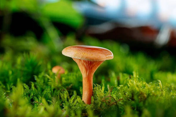 Hygrophoropsis aurantiaca, yaygın olarak sahte chanterelle olarak bilinir, kapağında su lekeleri vardır. Islak yeşil yosunların üzerinde büyüyen orman zemininde.