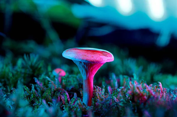 Hygrophoropsis aurantiaca, yaygın olarak sahte chanterelle olarak bilinir. Bu sihirli görünümlü mantar, yeşil ve pembe ışıklarla aydınlatılan orman florunda duruyor.