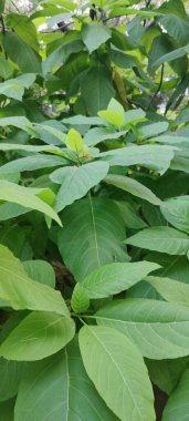 bir bitkinin yeşil yaprakları