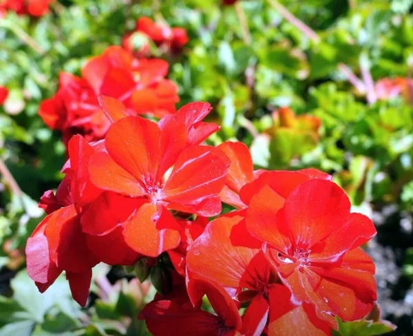 Belle Fleur Rouge Dans Jardin — Photo