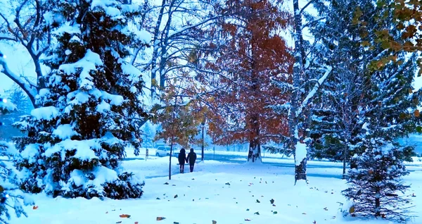 Χειμερινό Τοπίο Χιόνι Και Δέντρα — Φωτογραφία Αρχείου