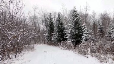 Karla kaplı ağaçlarla kaplı kış ormanı