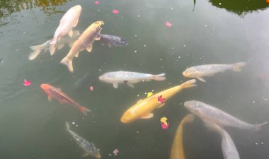 Balıklar gölette yüzer, su, sazan, koi